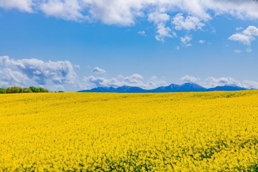 北海道滝川市 青空の下で満開を迎えた滝川の菜の花畑の景観
