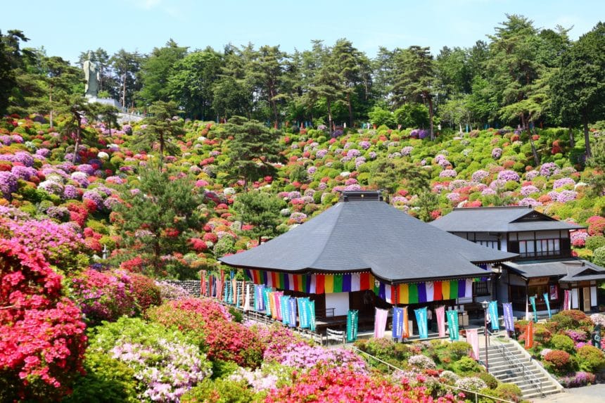 東京都青梅市 約2万株のツツジがすり鉢状の境内を鮮やかに彩る塩船観音寺の絶景