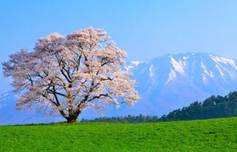岩手県雫石町 雪の岩手山を背景に咲く小岩井農場の一本桜