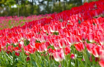 三重県桑名市 春の訪れを告げるなばなの里のチューリップ