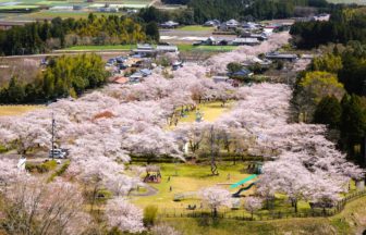 宮崎県都城市 日本さくら名所100選に選ばれた母智丘公園の美しい桜並木の絶景