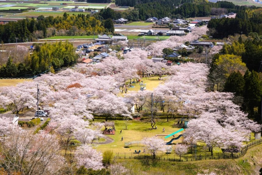 宮崎県都城市 日本さくら名所100選に選ばれた母智丘公園の美しい桜並木の絶景