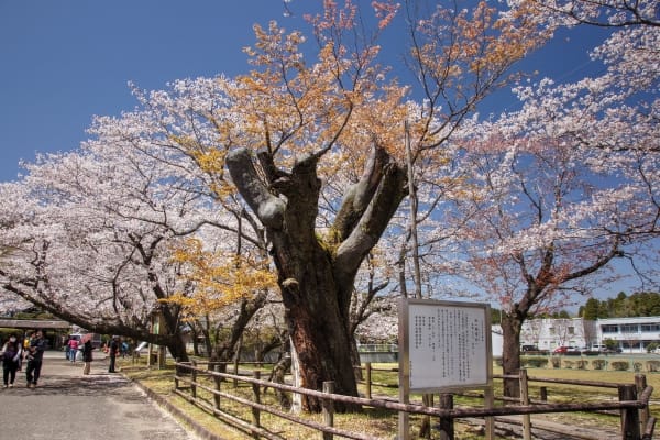 宮崎県都城市 春の見頃を迎えて約2600本の桜が咲き誇る母智丘公園