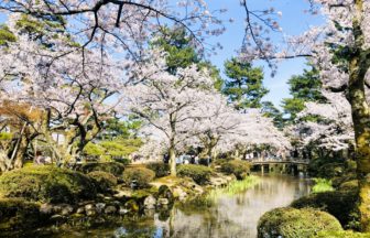 石川県金沢市 兼六園の桜が咲く日本庭園の春の景観