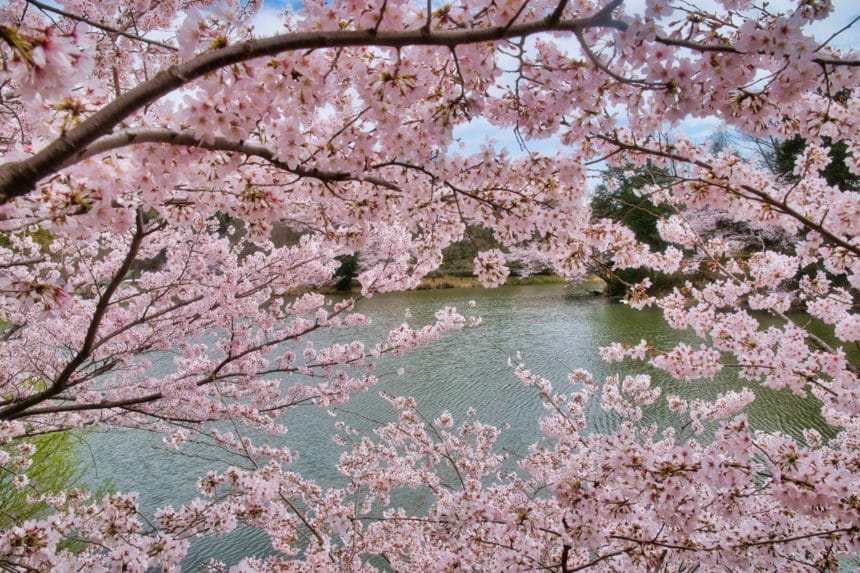 神奈川県横浜市 三ツ池公園の水辺を彩る満開の桜風景