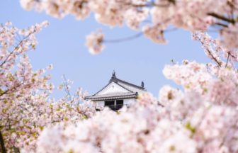 愛媛県松山市 満開の桜越しに見る松山城の現存天守