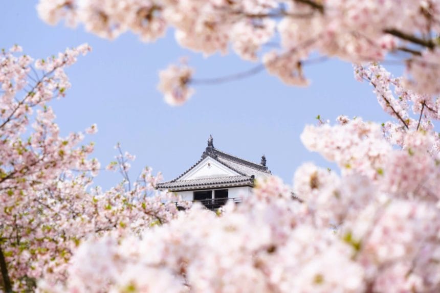 愛媛県松山市 満開の桜越しに見る松山城の現存天守