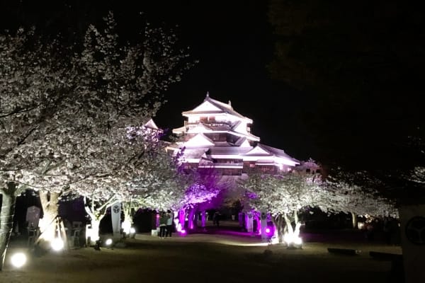 愛媛県松山市 ライトアップされた松山城の桜と天守