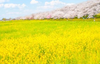 埼玉県幸手市 約1000本の桜並木と広大な菜の花畑が織りなす幸手権現堂桜堤の絶景