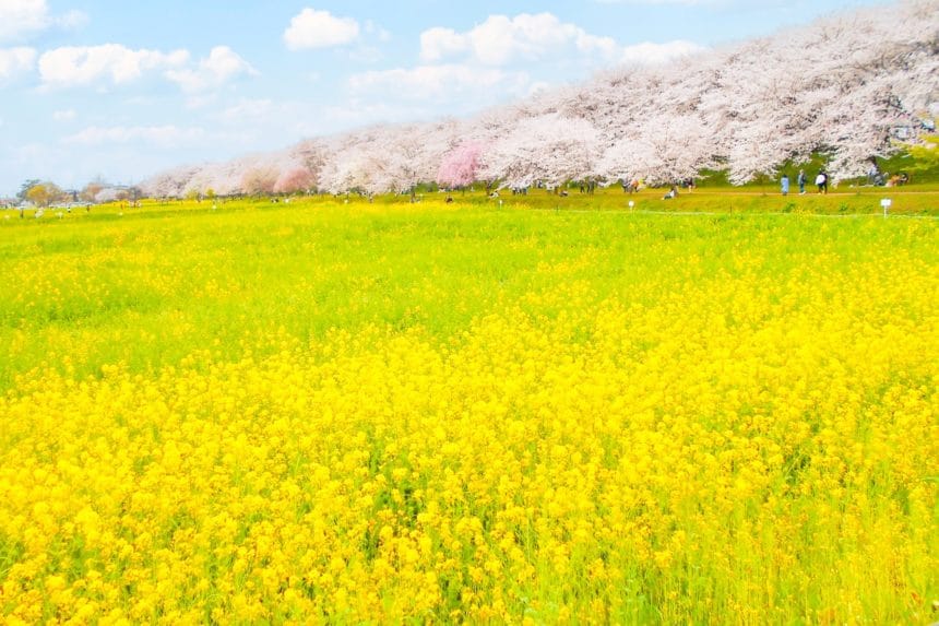 埼玉県幸手市 約1000本の桜並木と広大な菜の花畑が織りなす幸手権現堂桜堤の絶景