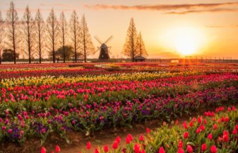 千葉県柏市 風車を背景に約16万株のチューリップが咲き誇るあけぼの山農業公園