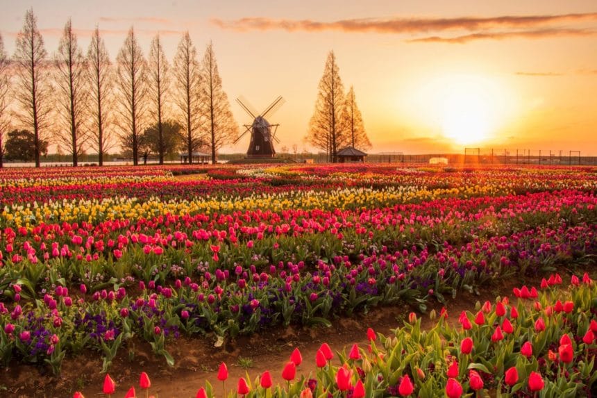 千葉県柏市 風車を背景に約16万株のチューリップが咲き誇るあけぼの山農業公園