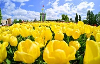 富山県砺波市 となみチューリップフェアの黄色いチューリップ