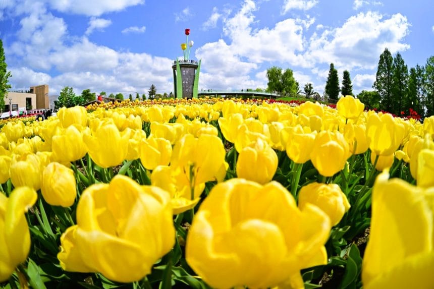 富山県砺波市 となみチューリップフェアの黄色いチューリップ