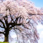 山梨県韮崎市 青空を背景に咲くわに塚の桜