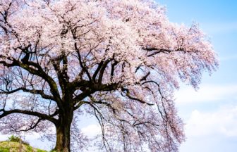 山梨県韮崎市 青空を背景に咲くわに塚の桜