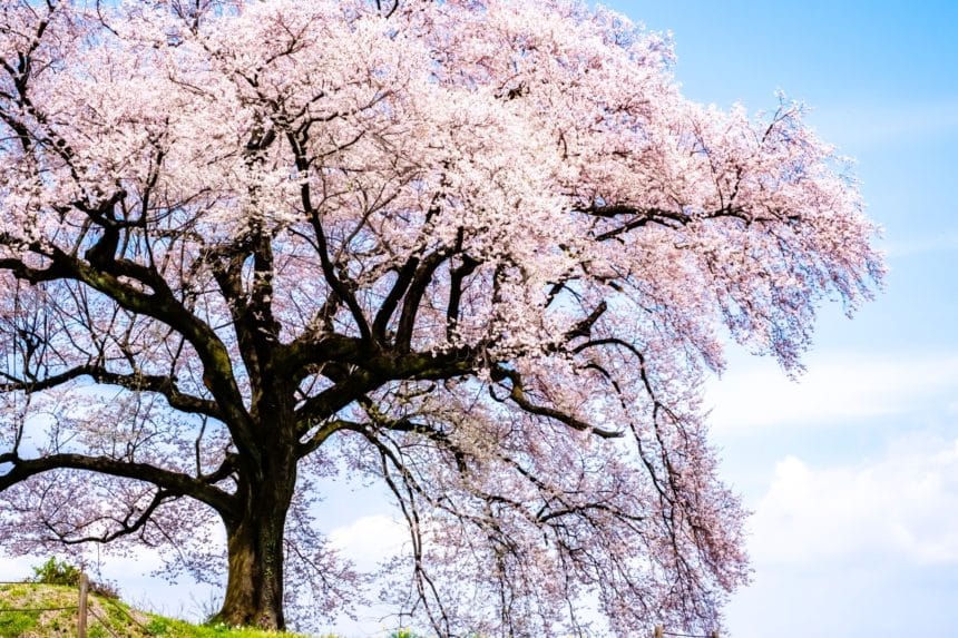 山梨県韮崎市 青空を背景に咲くわに塚の桜