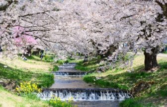 福島県猪苗代町 観音寺川沿いに咲く満開の観音寺川桜並木