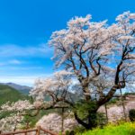 高知県仁淀川町 ひょうたん桜公園で満開を迎えた樹齢約500年のひょうたん桜