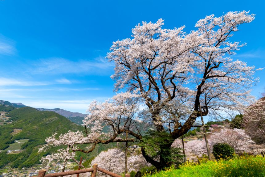 高知県仁淀川町 ひょうたん桜公園で満開を迎えた樹齢約500年のひょうたん桜