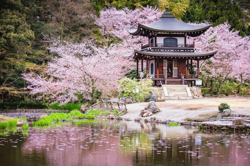 京都市山科区 門跡寺院である勧修寺の観音堂を美しく彩る満開の桜