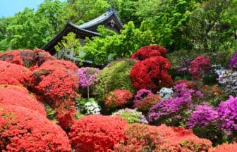 神奈川県川崎市 等覚院の境内を色鮮やかに染め上げる約2000株のツツジ