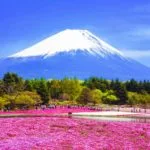 山梨県本栖湖リゾート 富士芝桜まつりで残雪の富士山を背景に咲き誇るピンクの芝桜の絶景