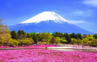 山梨県本栖湖リゾート 富士芝桜まつりで残雪の富士山を背景に咲き誇るピンクの芝桜の絶景