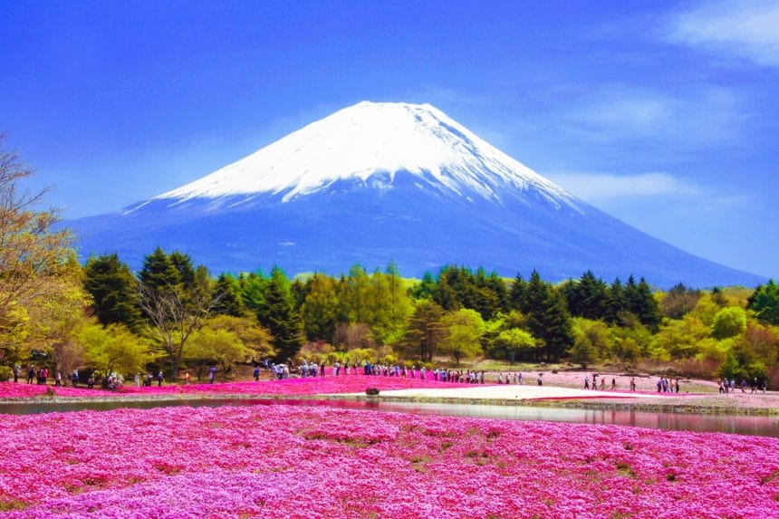 山梨県本栖湖リゾート 富士芝桜まつりで残雪の富士山を背景に咲き誇るピンクの芝桜の絶景