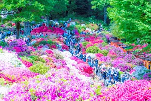 東京都文京区 春の見頃を迎えて境内を華やかなピンクや赤に染め上げる根津神社のツツジ