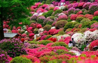 東京都文京区 約100種3000株のツツジが色鮮やかに咲き誇る根津神社のつつじまつり