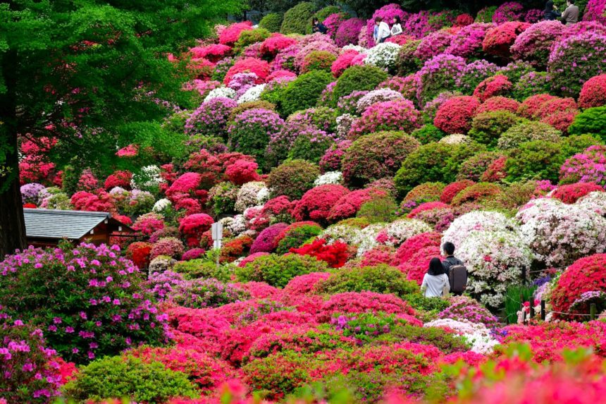東京都文京区 約100種3000株のツツジが色鮮やかに咲き誇る根津神社のつつじまつり