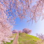 埼玉県行田市 さきたま古墳公園 桜と前方後円墳が織りなす春の景観