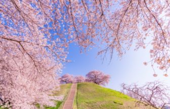 埼玉県行田市 さきたま古墳公園 桜と前方後円墳が織りなす春の景観