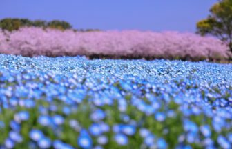 福岡県福岡市 国営海の中道海浜公園の花の丘に広がる青いネモフィラとピンクの桜の絶景