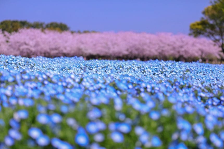 福岡県福岡市 国営海の中道海浜公園の花の丘に広がる青いネモフィラとピンクの桜の絶景