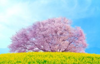 佐賀県武雄市 菜の花が咲く丘に佇む樹齢120年の巨木「馬場の山桜」の満開風景