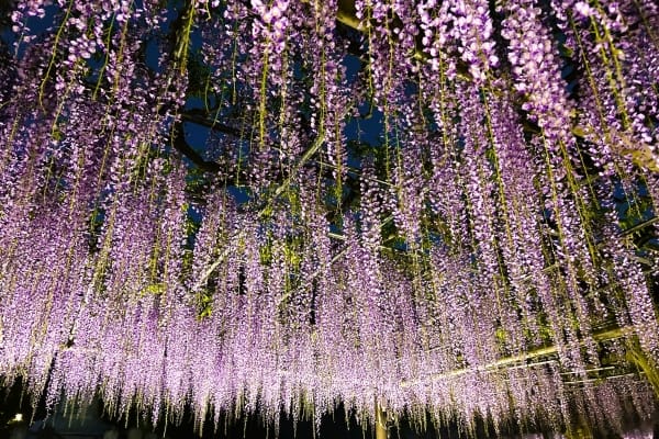 愛知県江南市 こうなん藤まつりでライトアップされた曼陀羅寺公園の藤棚