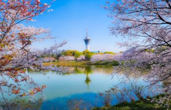 大阪市鶴見区 約1400本の桜が咲き誇る花博記念公園鶴見緑地の満開の風景