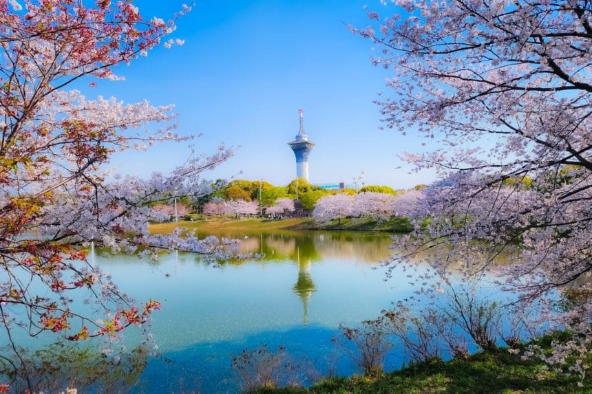 大阪市鶴見区 約1400本の桜が咲き誇る花博記念公園鶴見緑地の満開の風景