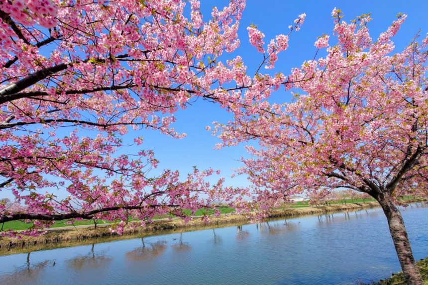三重県松阪市 農業水路沿いに咲き誇る満開の笠松河津桜ロードの風景