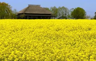 新潟県新潟市 潟来亭周辺に広がる菜の花の黄色い絨毯