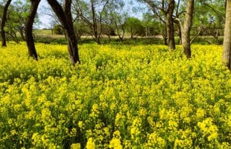 高知県四万十市 入田ヤナギ林の菜の花畑 春の黄色い花景色