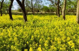 高知県四万十市 入田ヤナギ林の菜の花畑 春の黄色い花景色