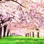 長野県小布施町 千曲川堤防沿いに続く約600本の八重桜並木