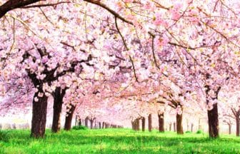 長野県小布施町 千曲川堤防沿いに続く約600本の八重桜並木