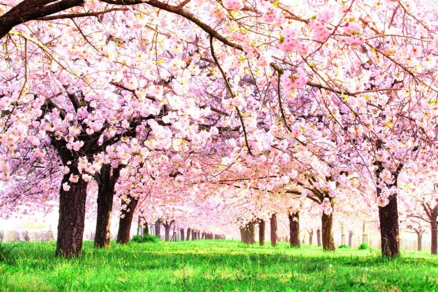 長野県小布施町 千曲川堤防沿いに続く約600本の八重桜並木