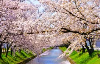 愛知県岩倉市 約7.6kmにわたって続く五条川沿いをピンク色に染める満開の桜並木