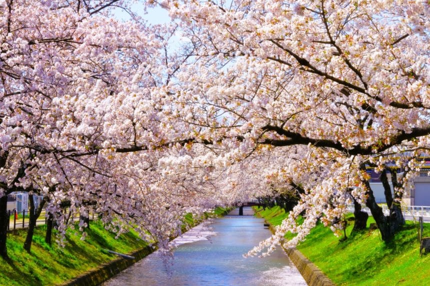 愛知県岩倉市 約7.6kmにわたって続く五条川沿いをピンク色に染める満開の桜並木