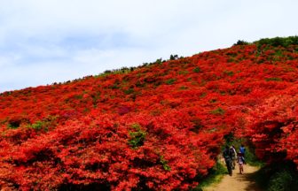 奈良県御所市 大和葛城山の山頂一帯に咲くヤマツツジの群生地の風景